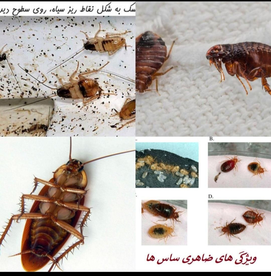 سمپاشی ساس سوسک تمام حشرات 100درصدتضمینی تمام نقاط|خدمات نظافت|مشهد, پورسینا|دیوار