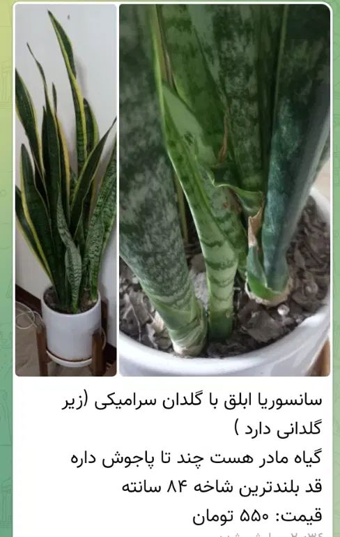 گل فیکوس الاستیکا ، سانسوریا ابلق ، زاموفیلیا|گل و گیاه طبیعی|تهران, شهرک چیتگر|دیوار