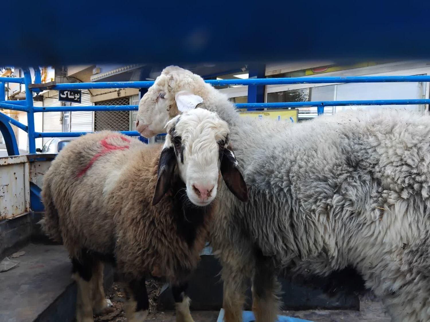بره وگوسفندزنده بومی با قصاب رایگان|حیوانات مزرعه|یزد, |دیوار