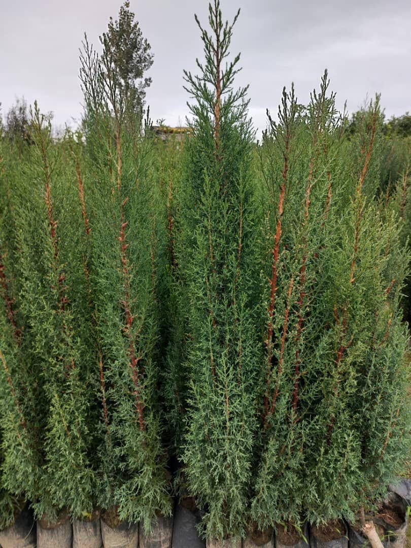 فروش و خرید انواع کاج و شمشاد طلای|خدمات باغبانی و درختکاری|قائمشهر, |دیوار