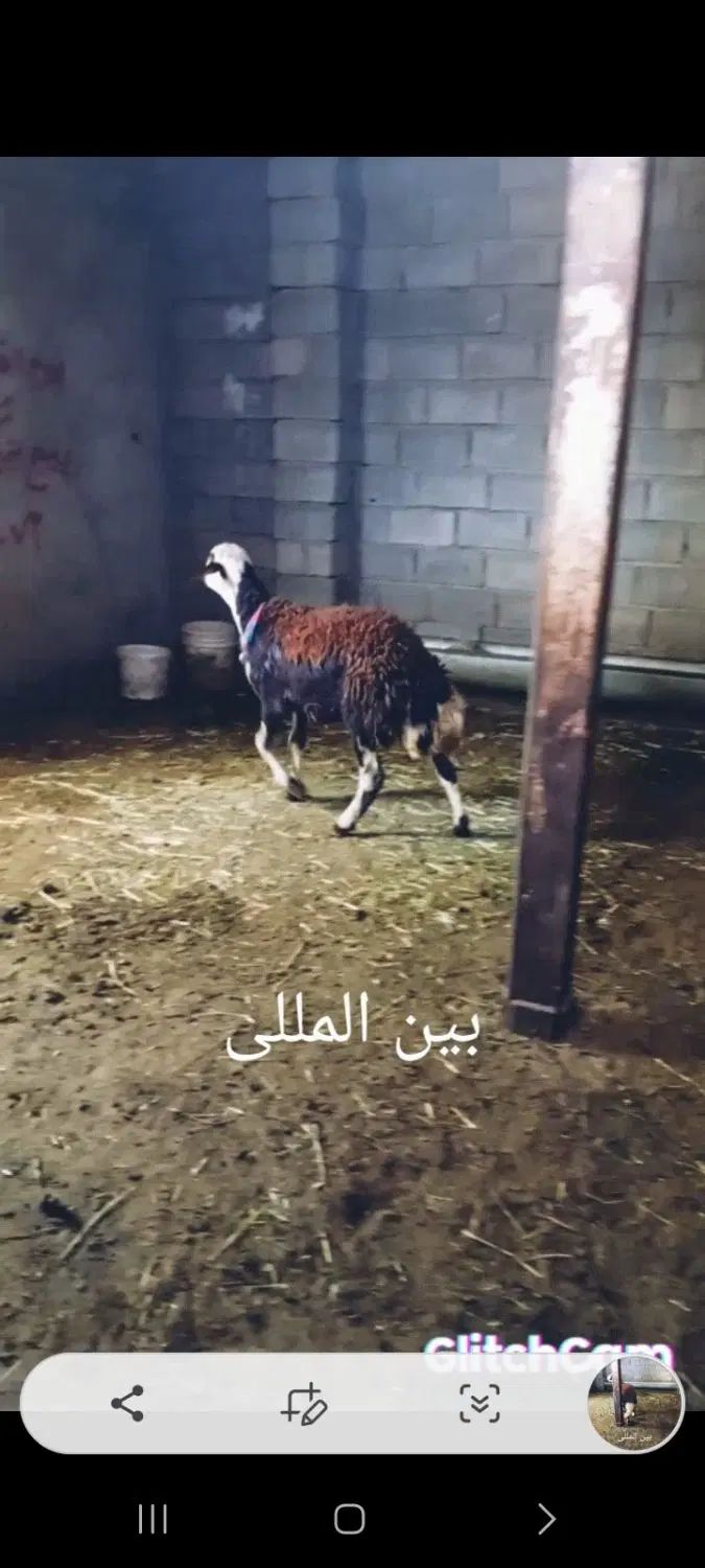 فروش بره قوچی|حیوانات مزرعه|مشهد, سلام|دیوار