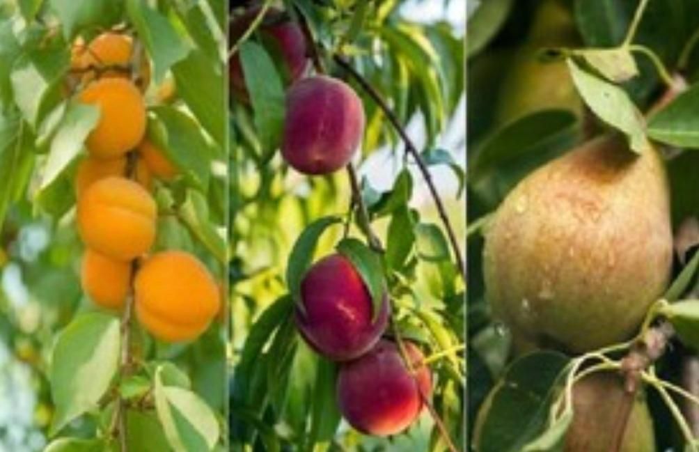 درخت میوه|گل و گیاه طبیعی|تهران, امیریه|دیوار