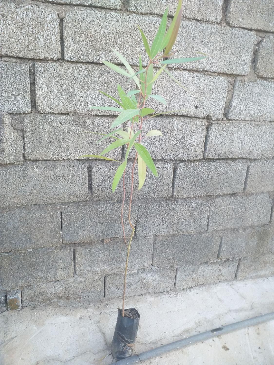 گلخانه|خدمات باغبانی و درختکاری|مسجد سلیمان, |دیوار