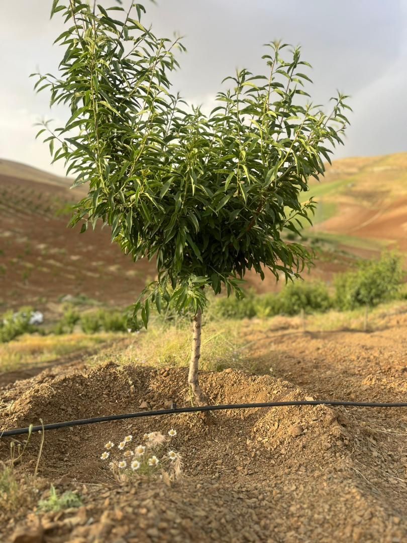 خدمات حرفه ای باغبانی وفضای سبز|خدمات باغبانی و درختکاری|سنندج, |دیوار