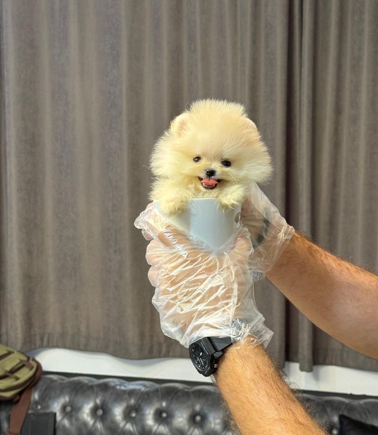 سگ توله پامر . پامرانین فنجونی وارداتی ۸۵ روز|سگ|تهران, سعادت‌آباد|دیوار