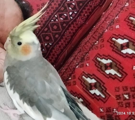 عروس هلندی ماده|حیوانات|پیشوا, |دیوار