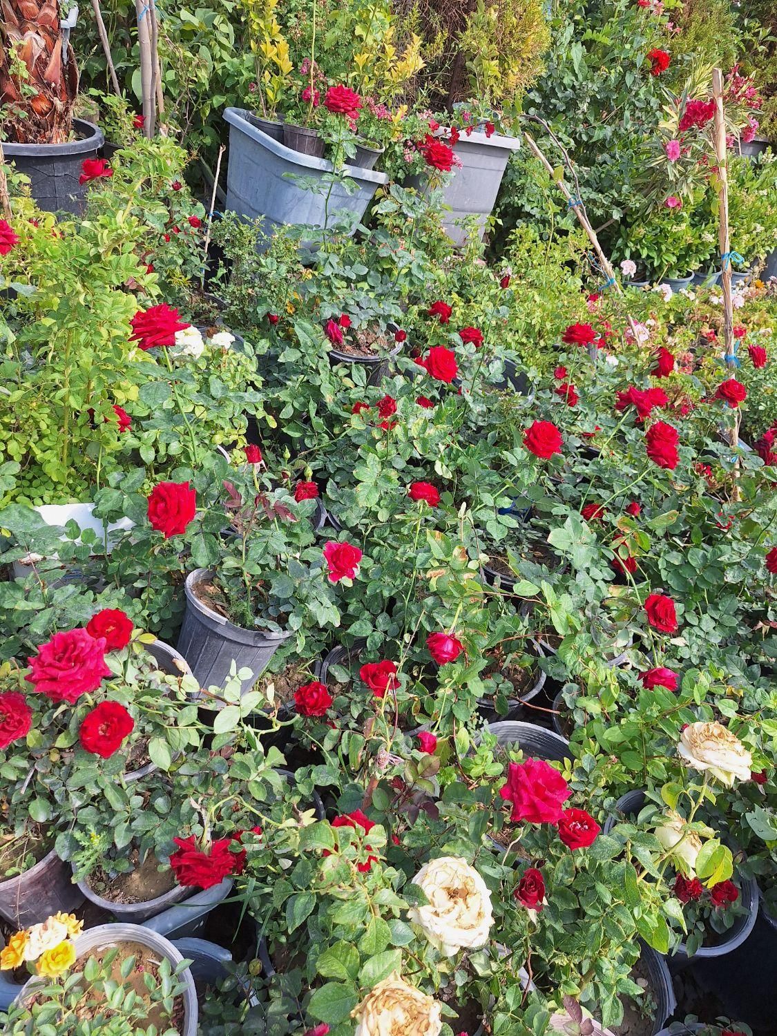 گل رز قرمز باغی باغچه ایی و گلدانی|خدمات باغبانی و درختکاری|لنجان, |دیوار