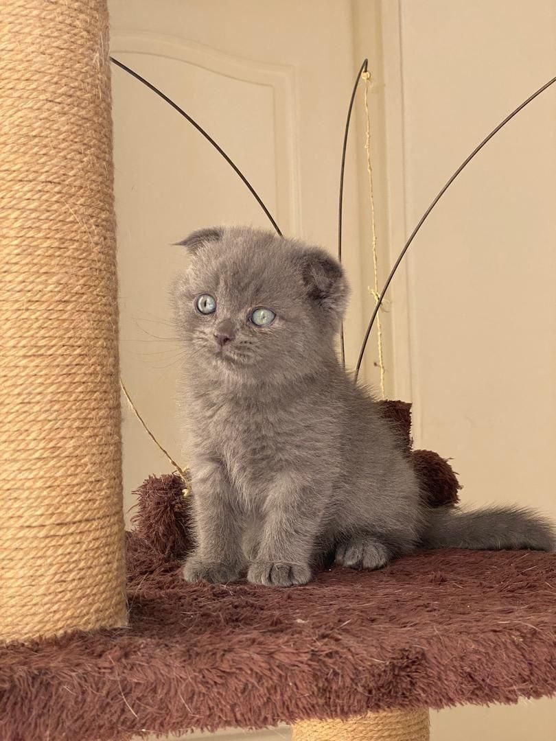 چشم گنده های پشمالو|گربه|همدان, |دیوار