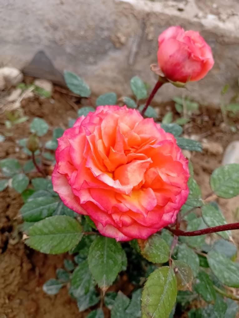 باغبانی و سمپاشی|خدمات باغبانی و درختکاری|فردیس, فردیس|دیوار
