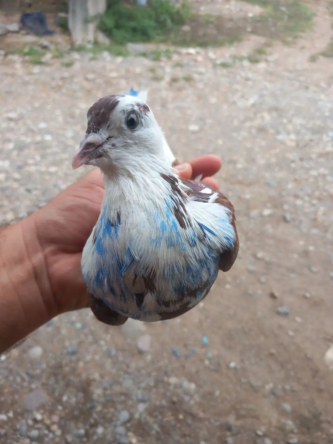 کبوتر شازده سرخ نر|پرنده|رشت, پورسینا|دیوار