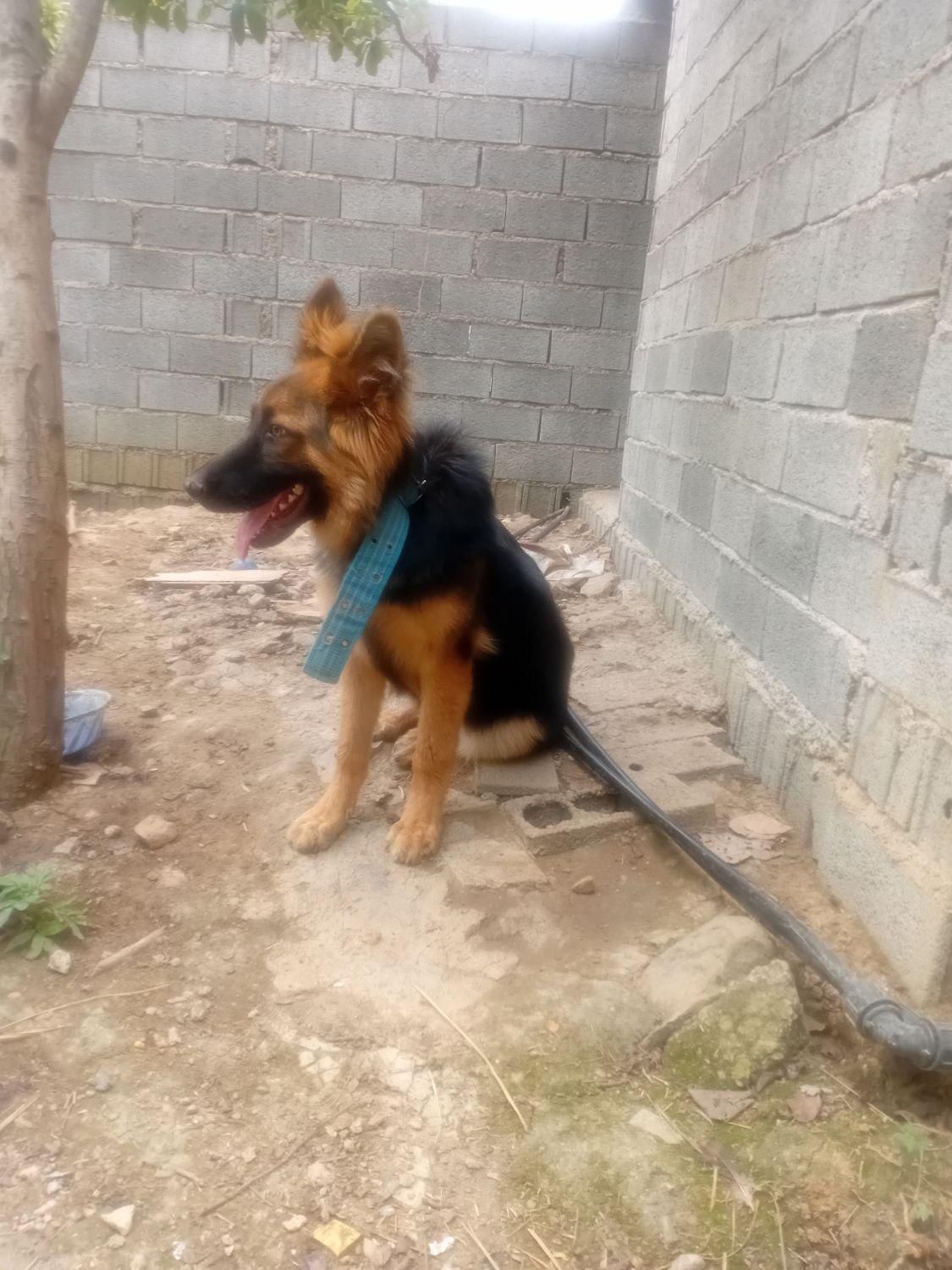 ژرمن ماده درشت زیر یک سال|سگ|لاهیجان, آهندان|دیوار