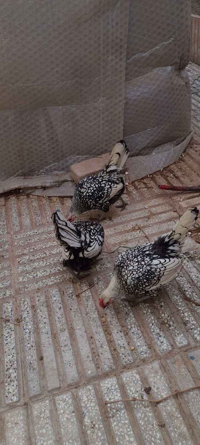 سلام  تخمرغ مینیاتوری پولک منظم مرغ خروس جوجه|حیوانات مزرعه|سبزوار, قدس|دیوار