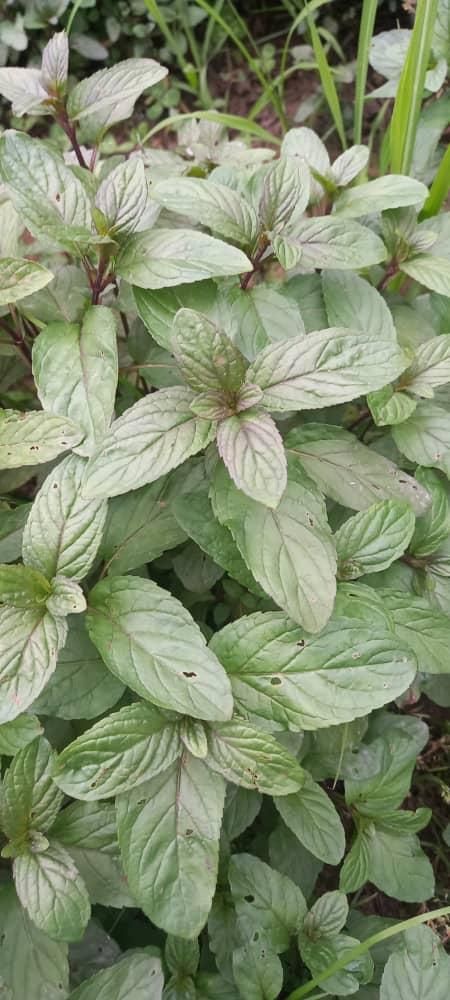 نعناع محلی|خوردنی و آشامیدنی|صومعه‌سرا, |دیوار