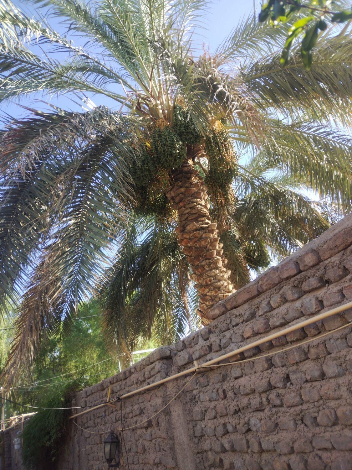 با سلام درخت بند هستم بم و حومه فقط زنگ بزنن|گل و گیاه طبیعی|بم, |دیوار