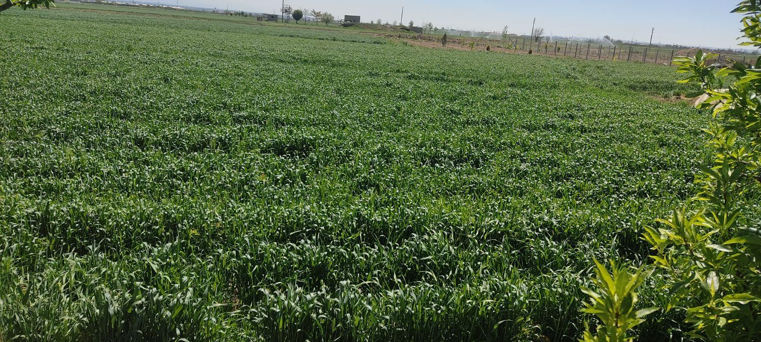 از 500 متر تا 1000 هکتار|فروش زمین و ملک کلنگی|هشتگرد, مدرس|دیوار