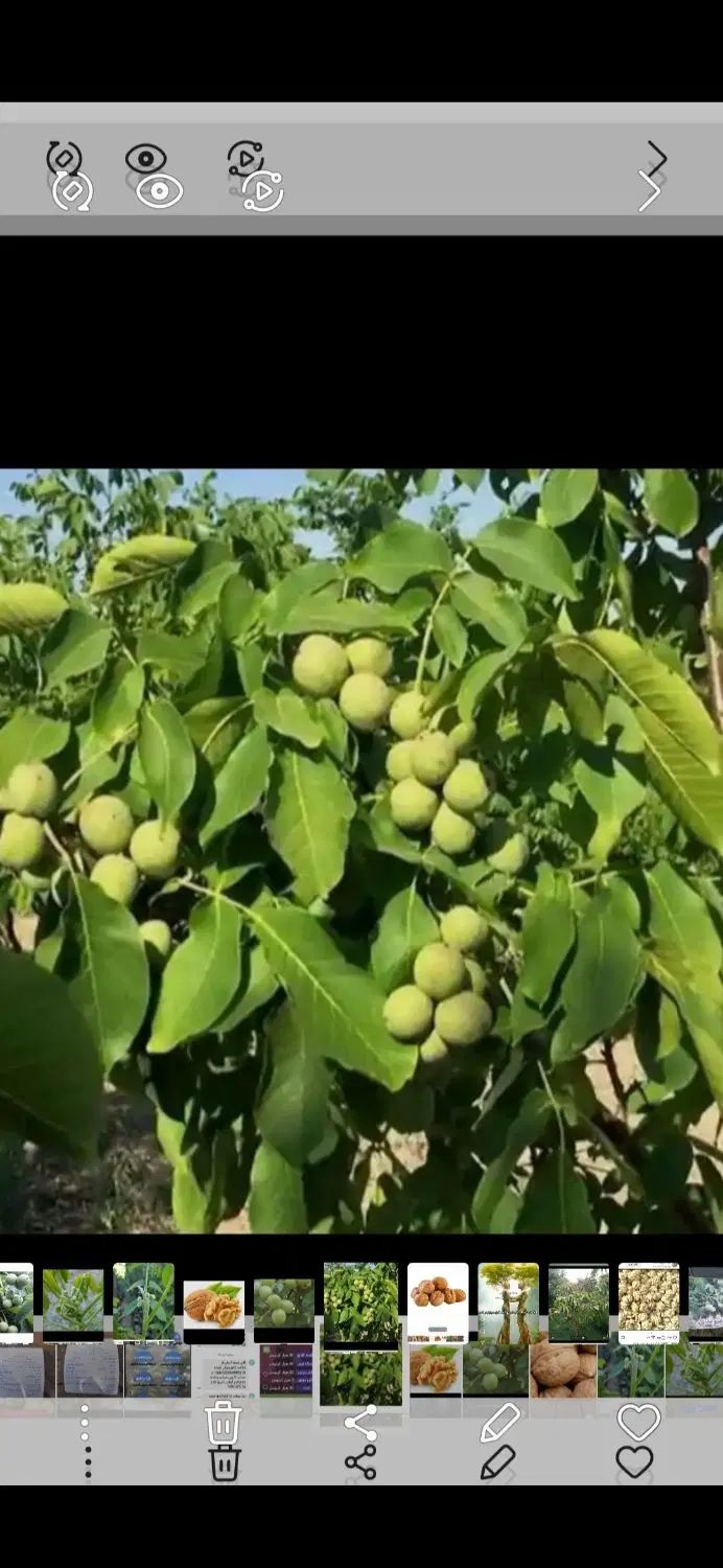 گردو پیوندی پایه ژنوتیپ پیوند چندلر.وفرنور|خدمات باغبانی و درختکاری|کرمان, |دیوار