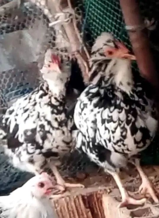 تخممرغ گلین نطفه دار صدرصد|حیوانات مزرعه|یزد, |دیوار