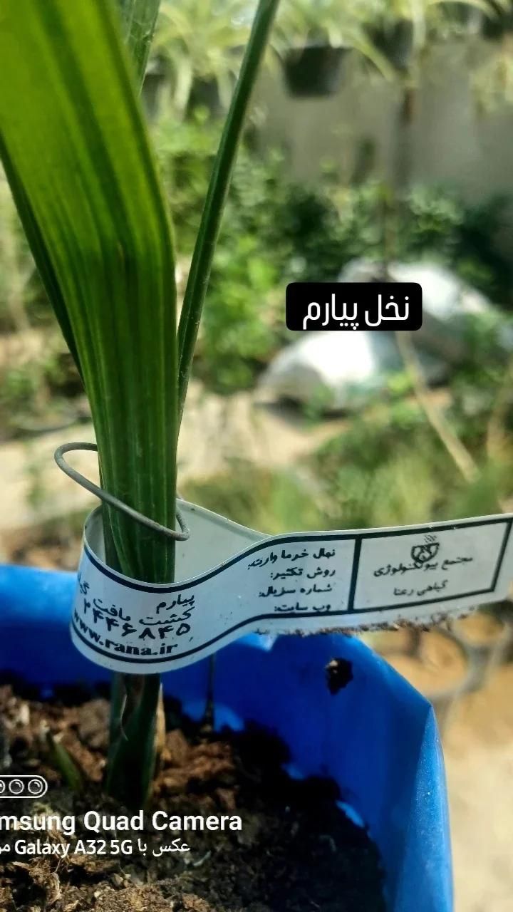 نخل کشت و بافت شرکت رعنا کرج|خدمات باغبانی و درختکاری|لامرد, |دیوار