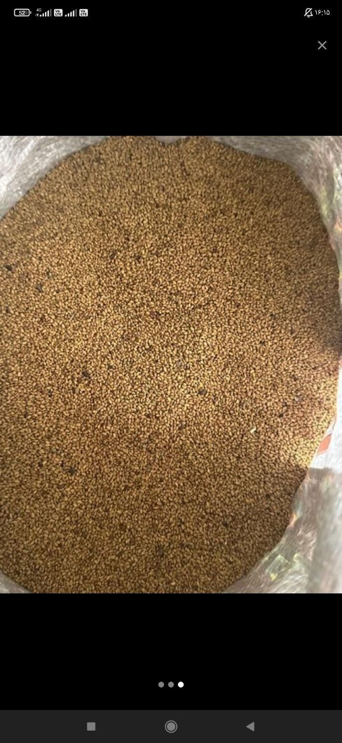 بذر یونجه سبز اندیشان|خدمات باغبانی و درختکاری|ایلام, |دیوار