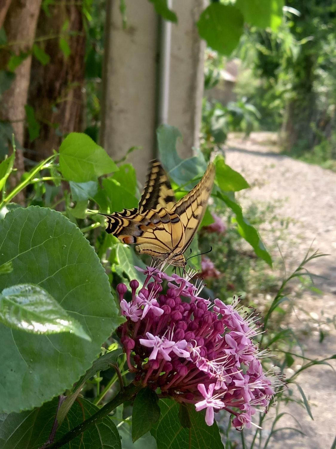 سوئیت و ویلای دوخواب ماسال|اجارهٔ کوتاه‌مدت ویلا و باغ|ماسال, |دیوار