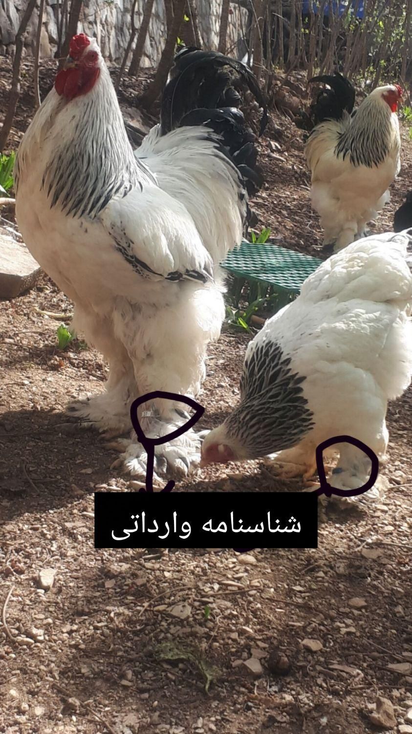 جوجه برهما مرغ خروس برهما وارداتی تخم نطفه دار|حیوانات مزرعه|تهران, تهرانسر شرقی|دیوار