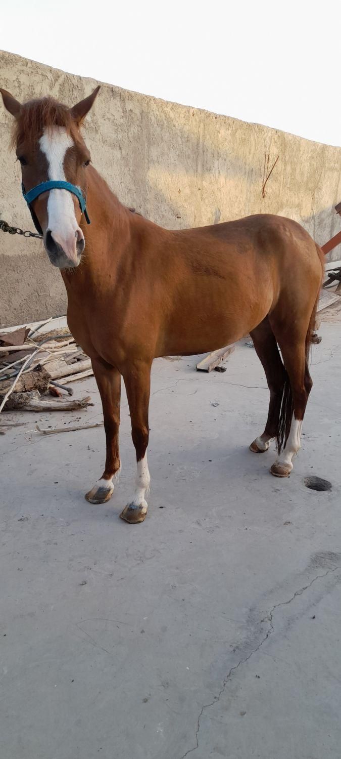 مادیان سه ساله|اسب و تجهیزات اسب‌سواری|سیرجان, |دیوار