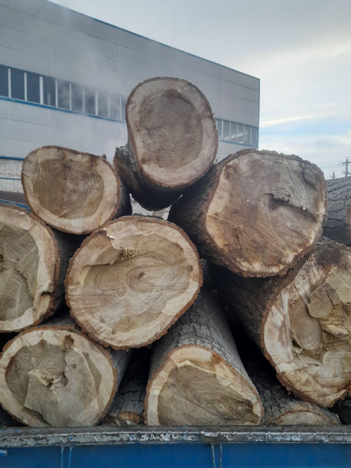 خریدار درخت وچوب|خدمات باغبانی و درختکاری|تبریز, |دیوار