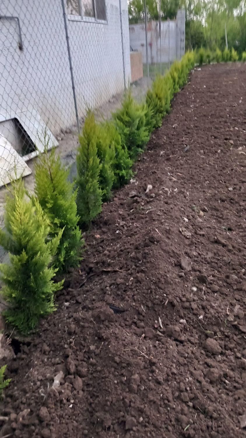 هرس درخت وتمیز کاری باغ باغچه ویلا|خدمات باغبانی و درختکاری|بابل, |دیوار