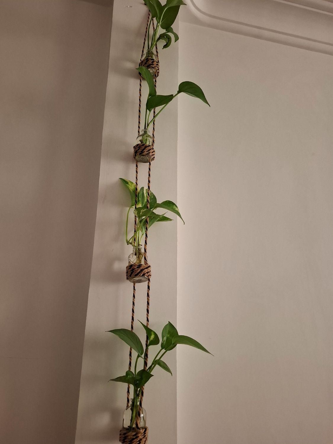 کار دست جای گل|گل و گیاه طبیعی|تهران, بهارستان|دیوار