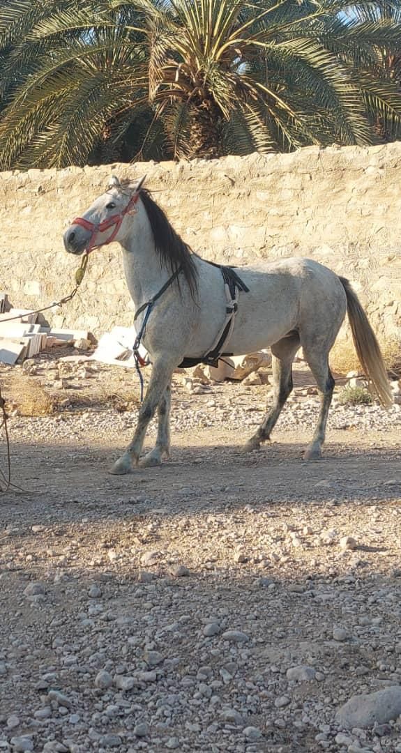 فروش اسب فوری|اسب و تجهیزات اسبسواری|خنج, |دیوار