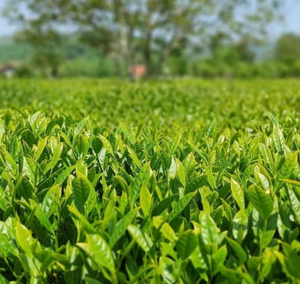 چای لاهیجان|خوردنی و آشامیدنی|تهران, سازمان برنامه شمالی|دیوار