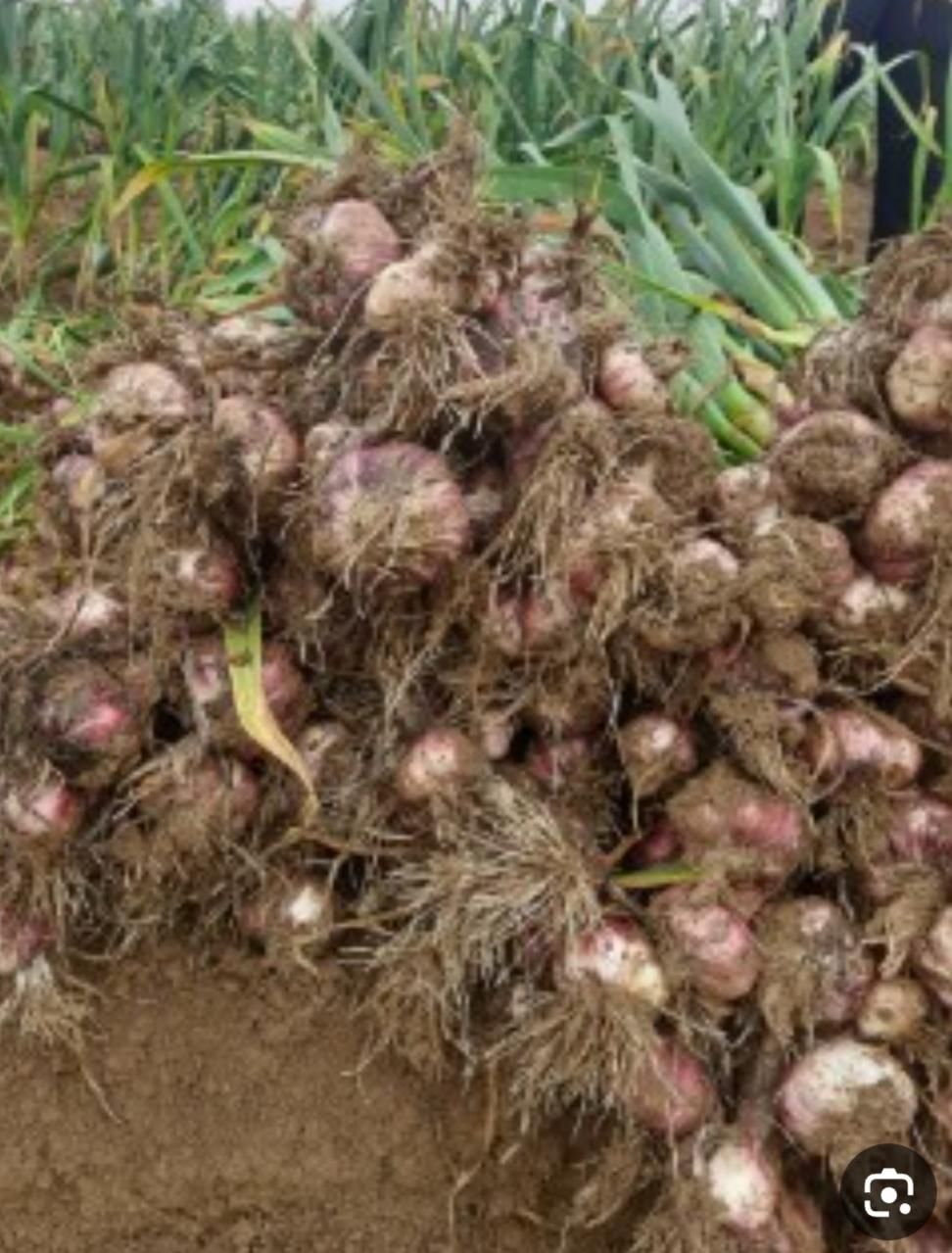 سیر سفید بدون واسطه|خوردنی و آشامیدنی|همدان, |دیوار