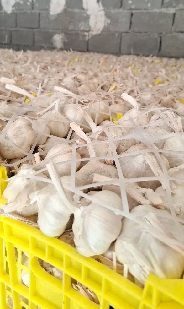 سیر درجه یک همدان|خوردنی و آشامیدنی|مشهد, باغستان|دیوار