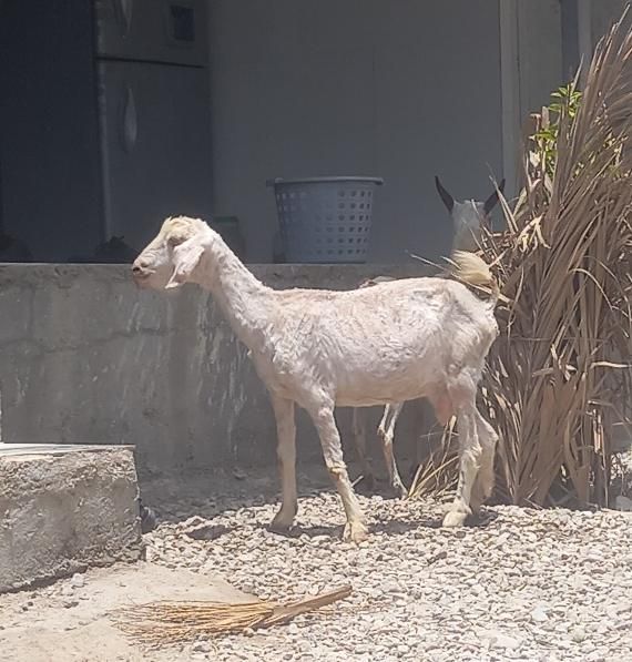 کهرماده دوقلوزا شیرخوار بازیگوش ۲عددبز صلاله محلی|حیوانات مزرعه|بندرعباس, |دیوار