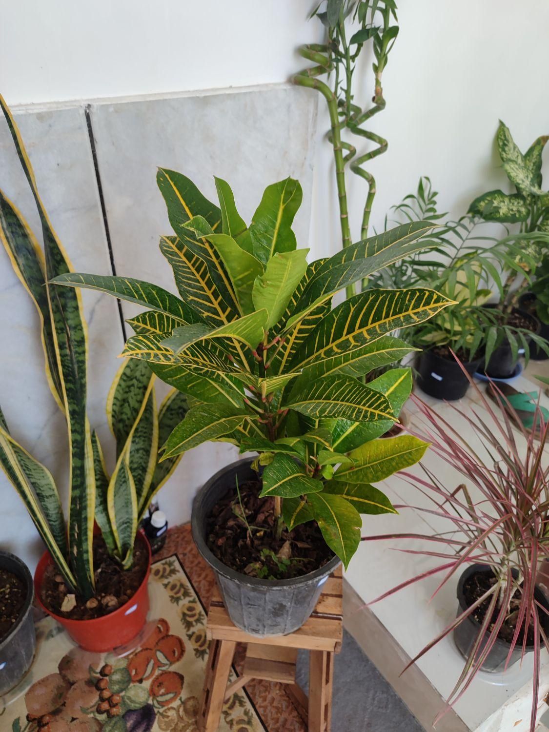 انواع گلهای طبیعی،گلخانه ای واپارتمانی|خدمات باغبانی و درختکاری|داراب, |دیوار