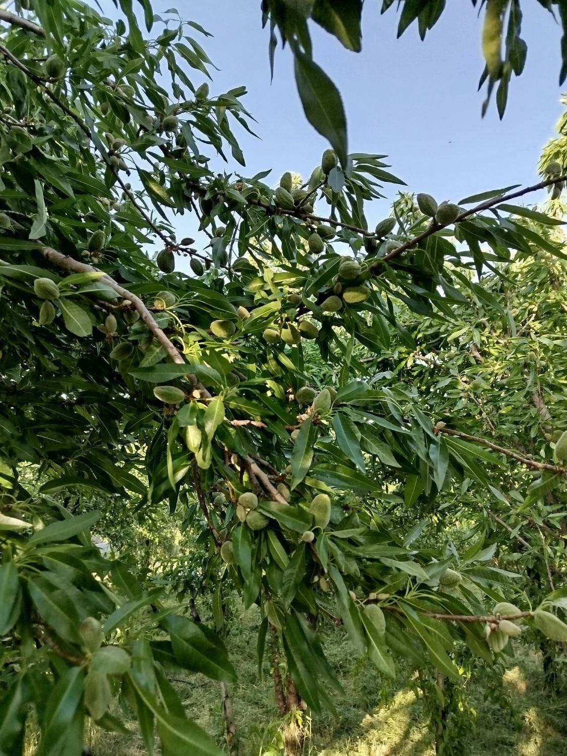 فروش باغ۵۳۰ متری درمحدودپل زمانخان شوراب|فروش زمین و ملک کلنگی|شاهین‌شهر, فردوسی|دیوار