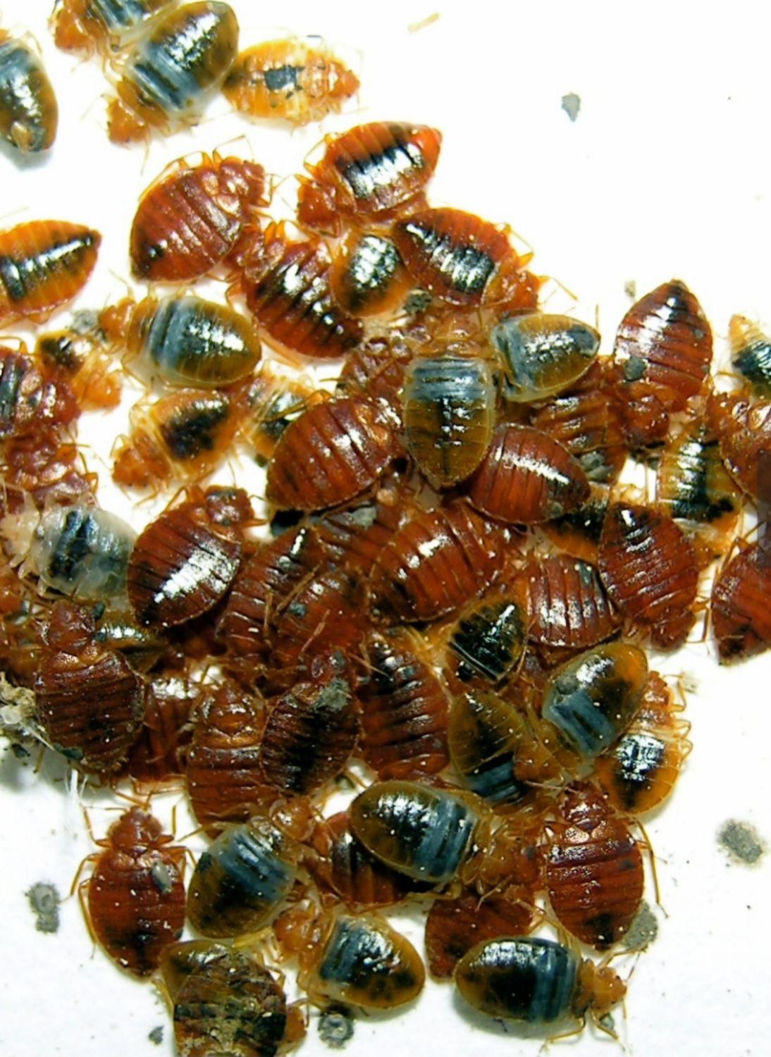 سم پاشی ساس،سم پاشی موریانه،موش،سوسک کابینتی|خدمات نظافت|بندرعباس, |دیوار