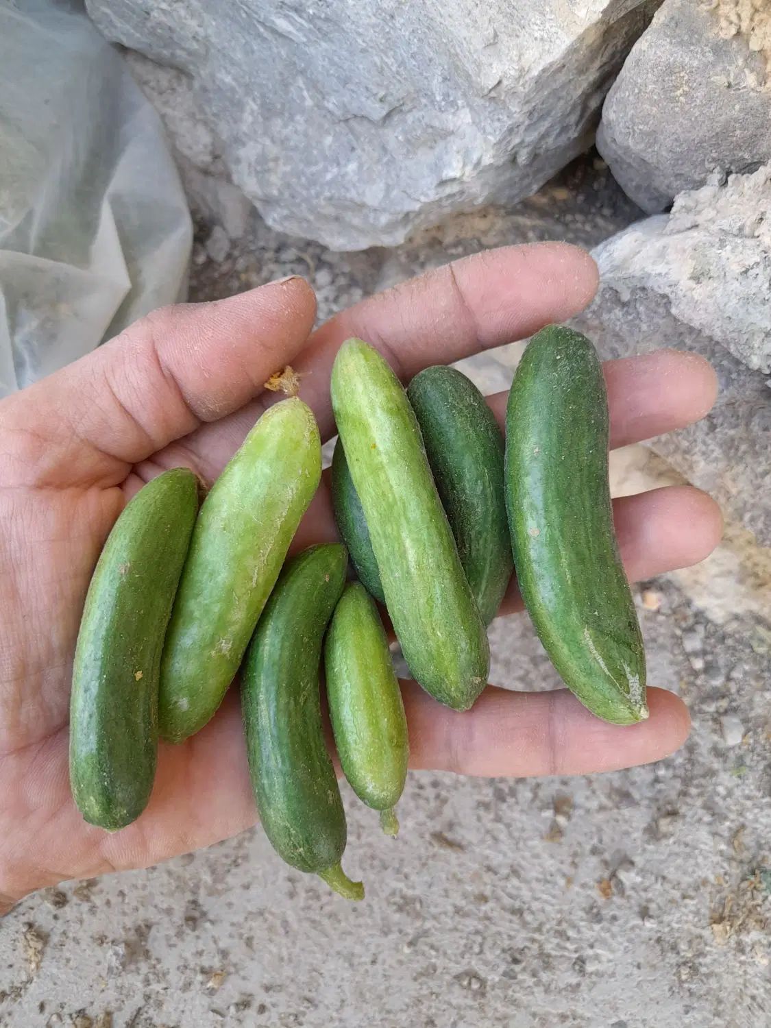 ۱۰۰۰عدد خیارشور.تردوعالی بشرط.۵ماهه میدم|خوردنی و آشامیدنی|شیروان (خراسان), |دیوار