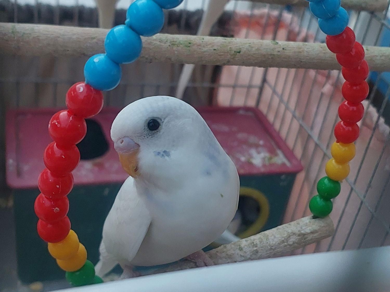 فروش مرغ عشق بالغ سفید کمر آبی دستی|پرنده|زرقان, |دیوار