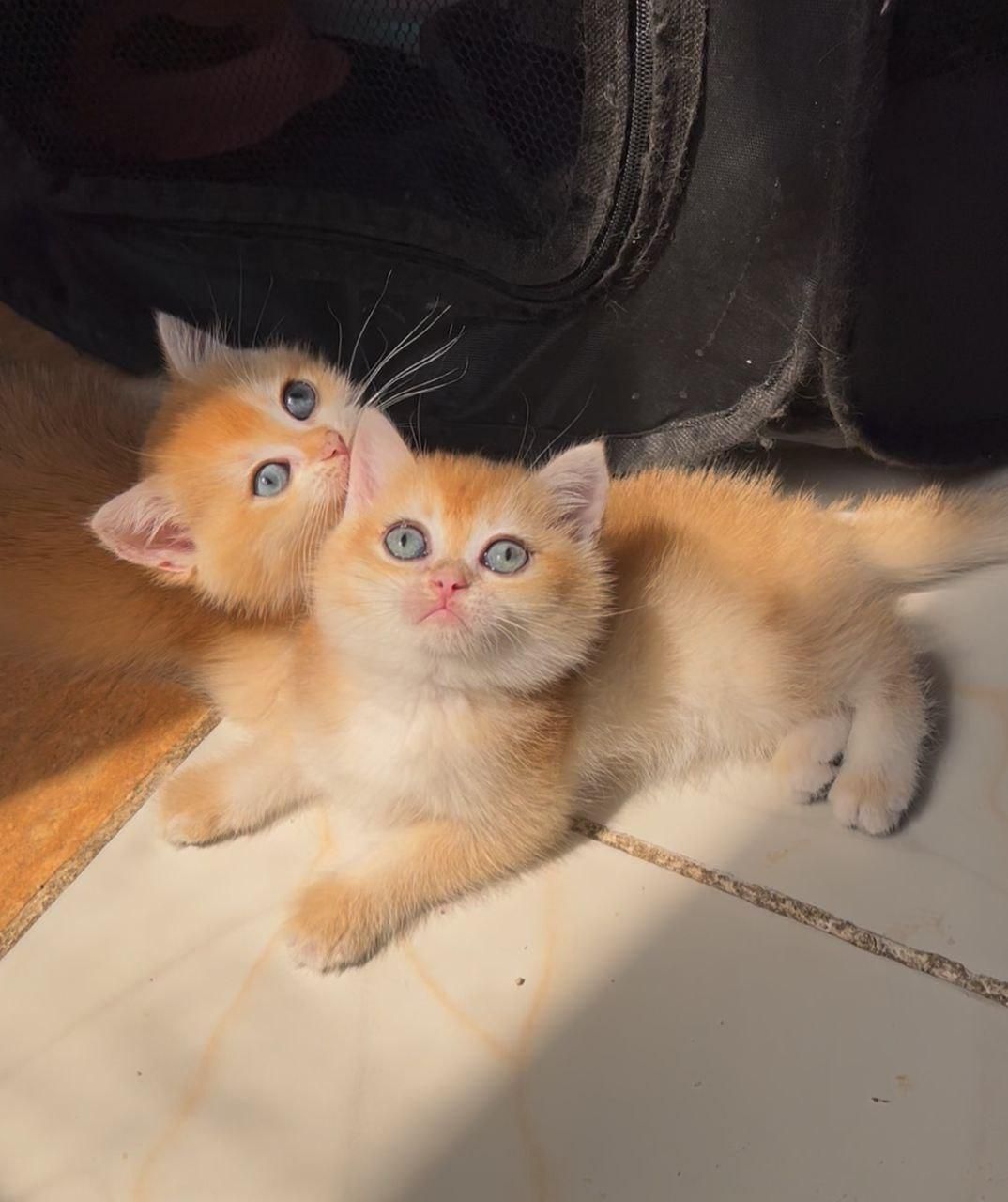 شهر گربه‌ میوهاپ(پرشین/بریتیش/اسکاتیش)|گربه|مشهد, سجاد شهر|دیوار