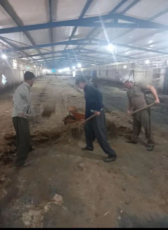 کود مرغی کود گوسفندی کود گاوی|خدمات باغبانی و درختکاری|ماهدشت, |دیوار