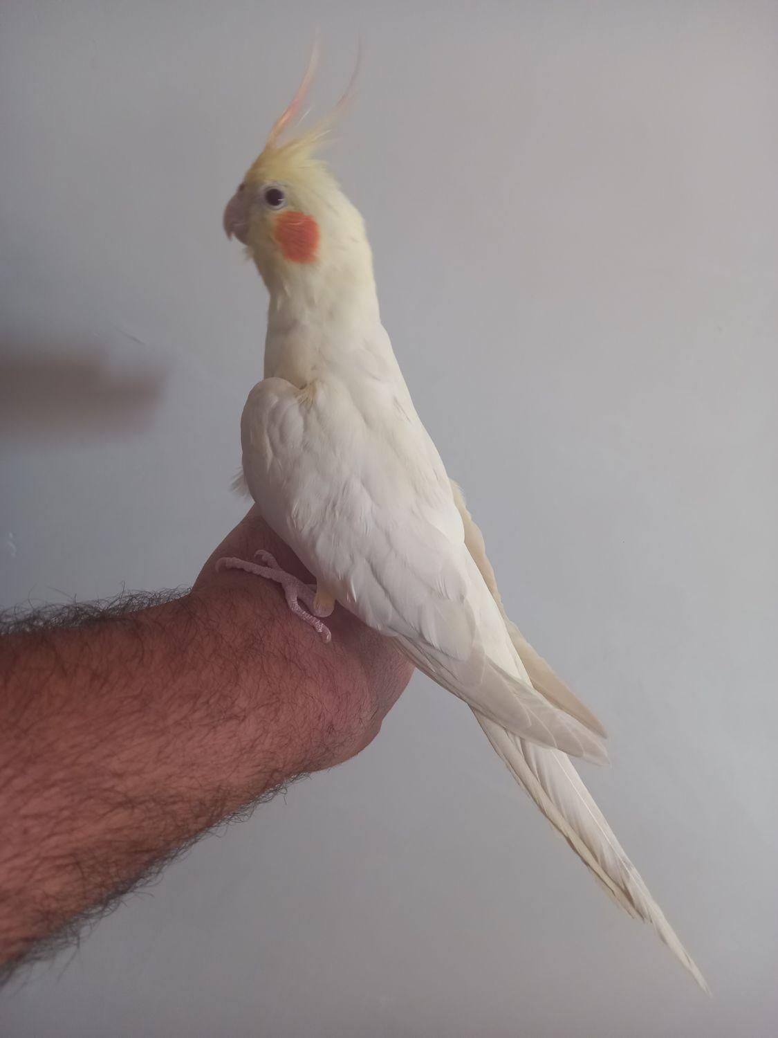 عروس هلندی دستی|پرنده|سامان, |دیوار