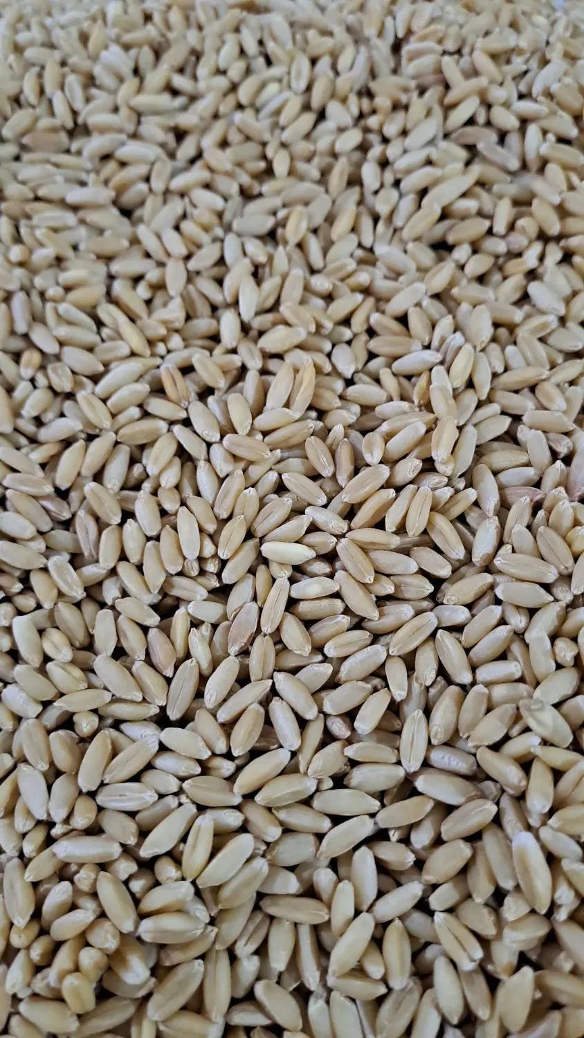 بذر گندم دیم صدارا|خدمات باغبانی و درختکاری|تبریز, |دیوار