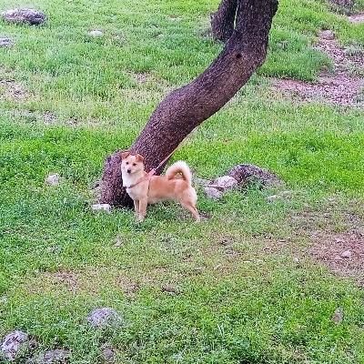 سگ پاکوتاه|سگ|دورود, |دیوار