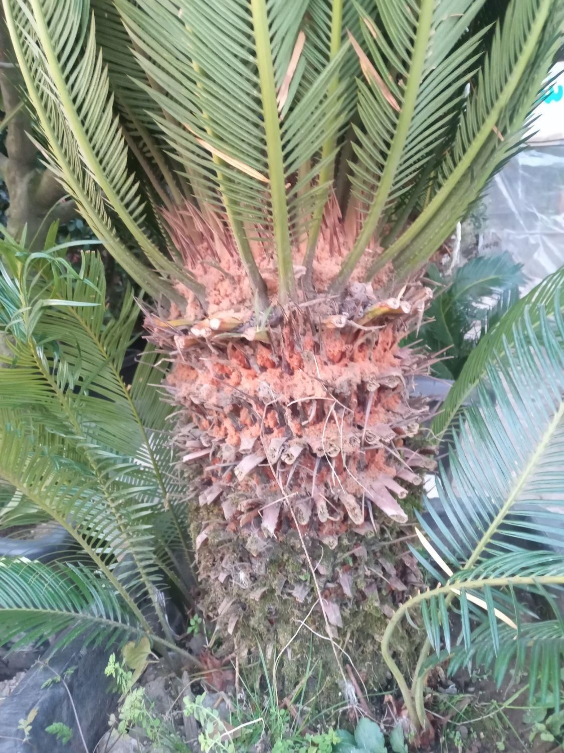 گل گیاه نهال|خدمات باغبانی و درختکاری|فردیس, شهرک ناز|دیوار