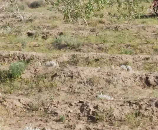 اجاره زمین مناسب در روستای حصاروییه 20 هکتار|اجارهٔ دفتر صنعتی، کشاورزی، تجاری|زاهدان, |دیوار