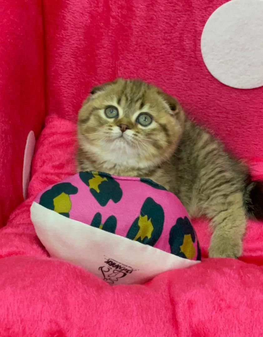 ملوسک های خوشگل|گربه|همدان, |دیوار