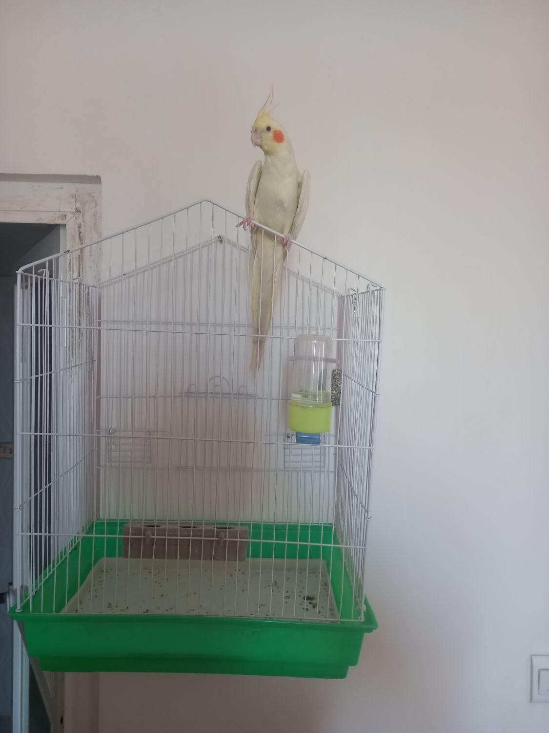 عروس هلندی دستی|پرنده|سامان, |دیوار