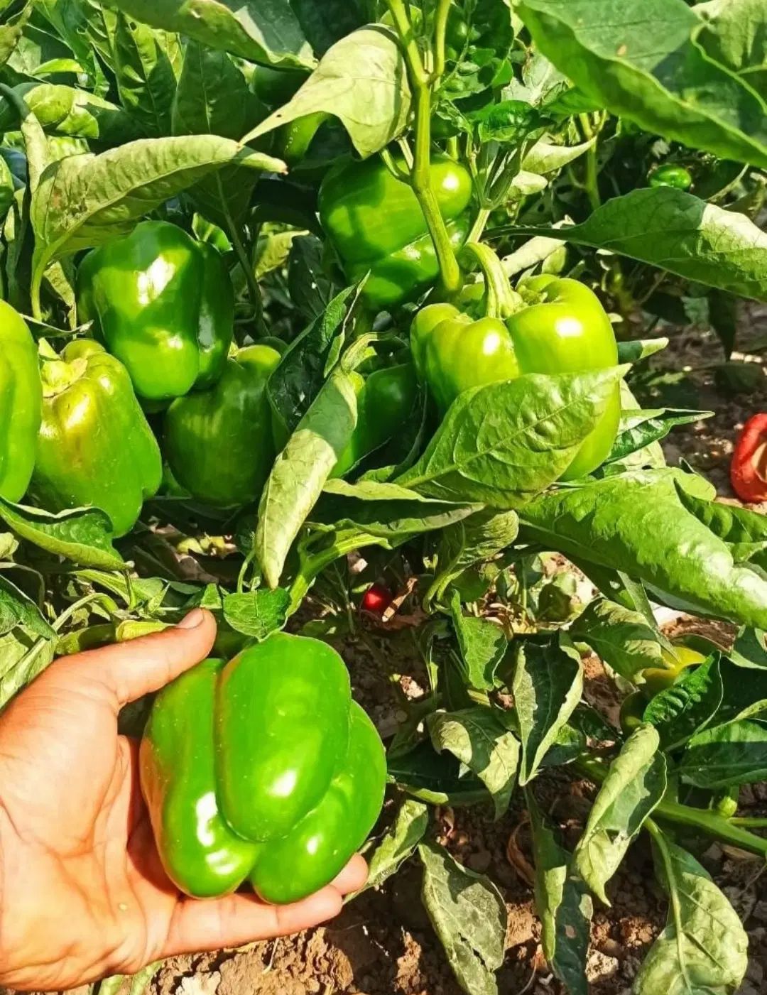 فلفل دلمه بوته ای|خوردنی و آشامیدنی|مشهد, ادیب نیشابوری (شهرک غرب)|دیوار