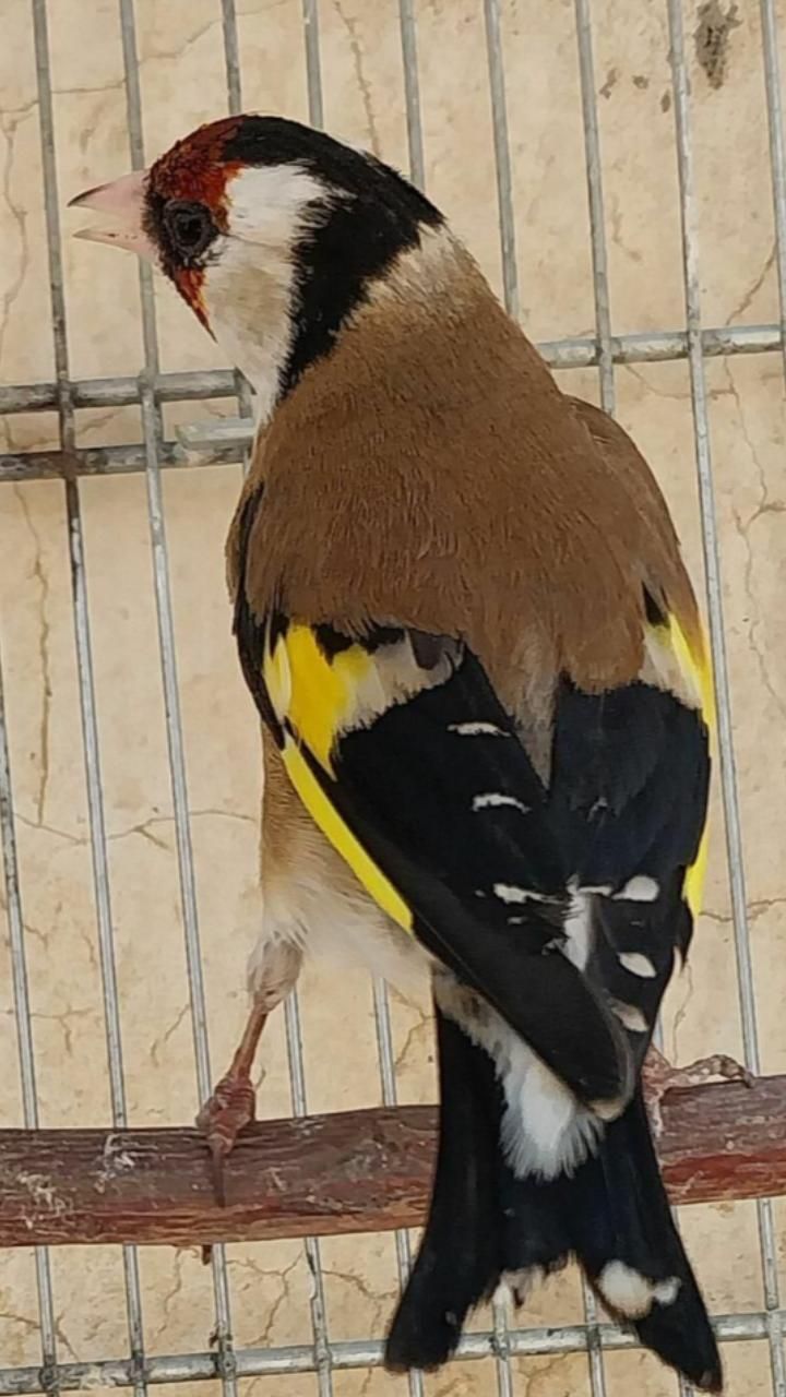 سهره سقا|پرنده|زرند, |دیوار